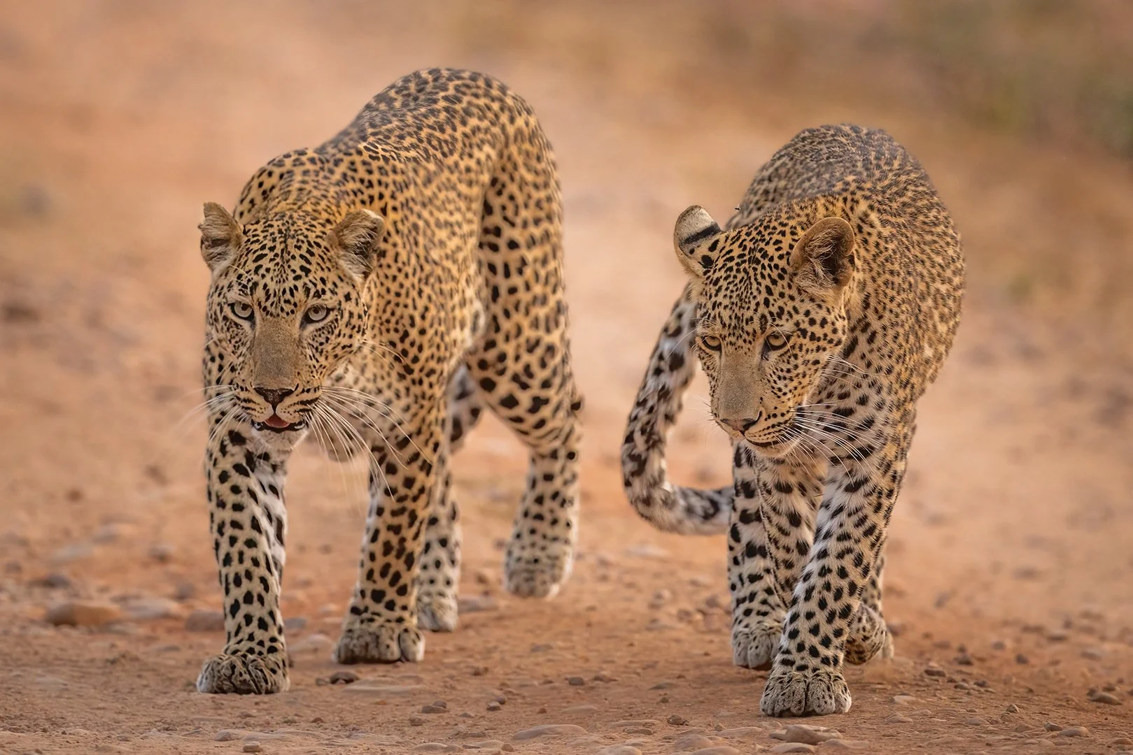 4_Leopards of Luangwa (Zambia).jpg
