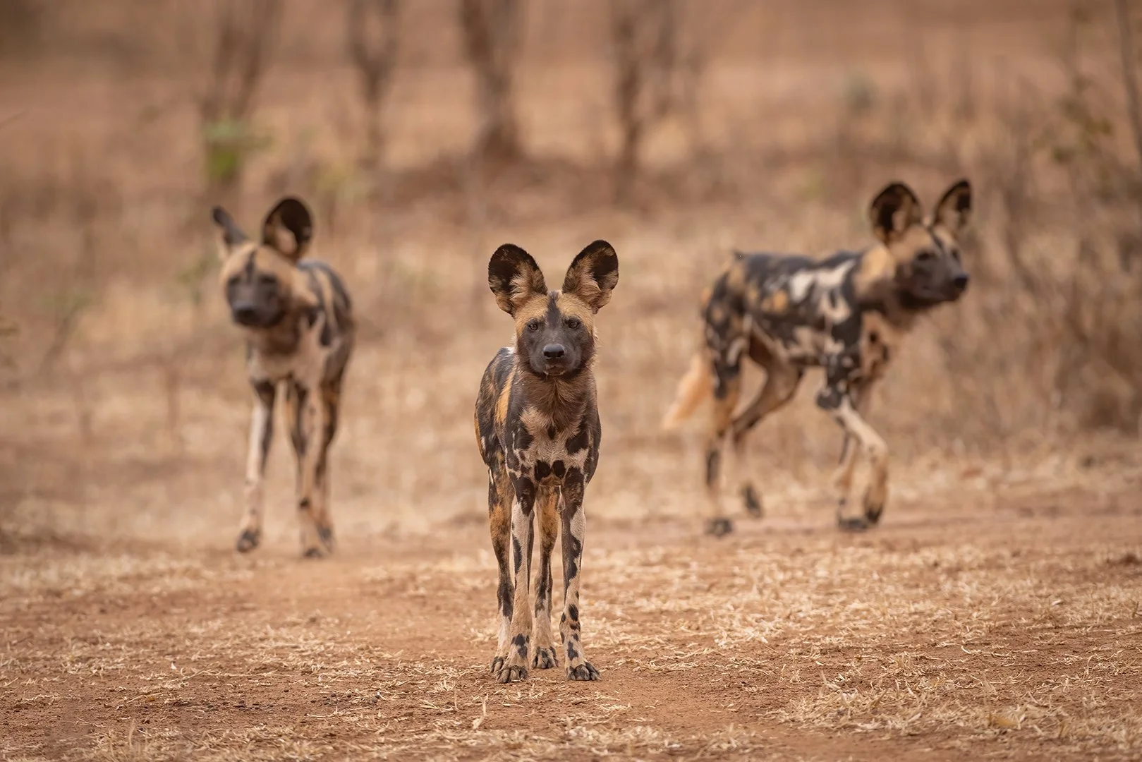 1_Painted Wolves Hunting.jpg
