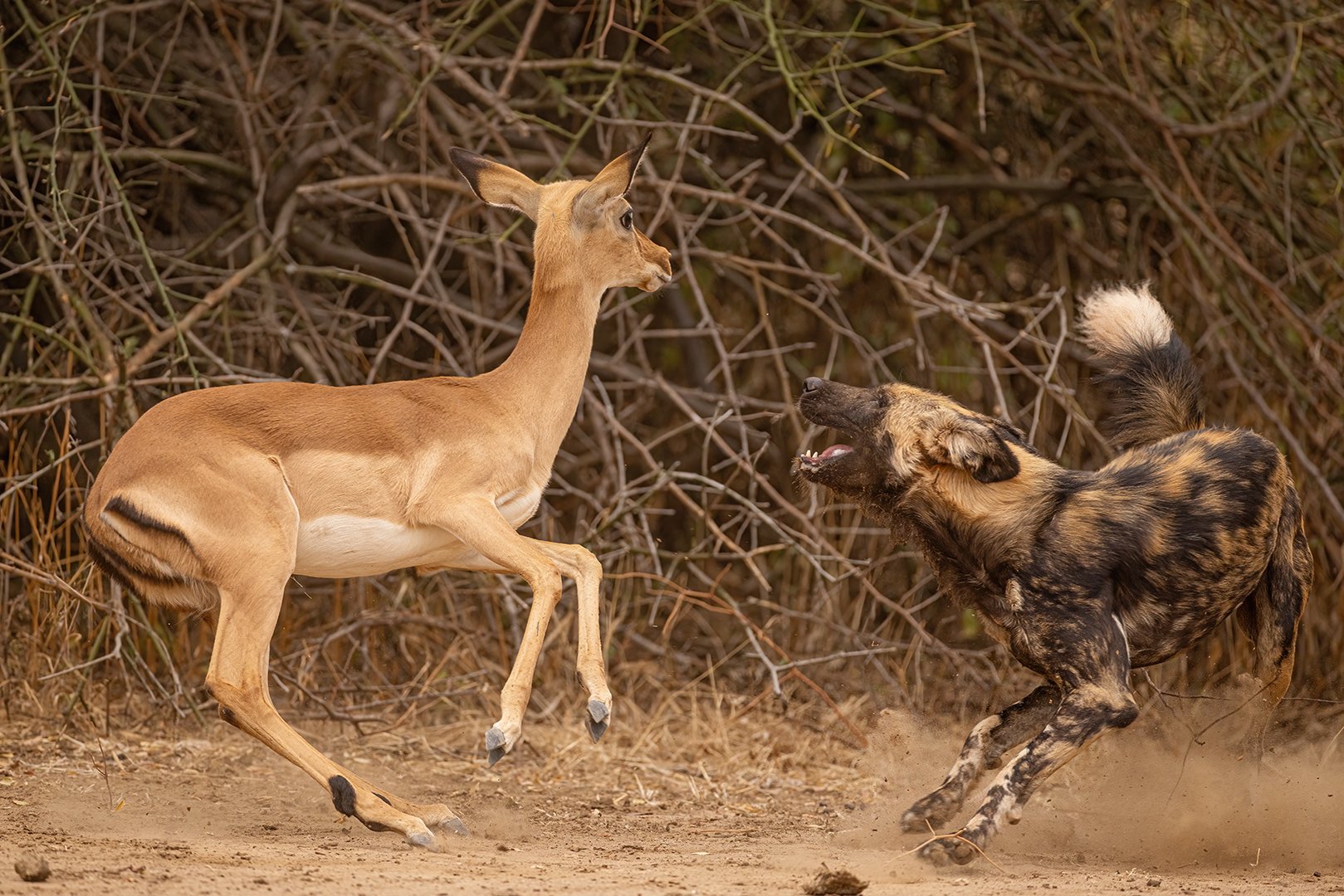 4_Painted Wolves Hunting.jpg