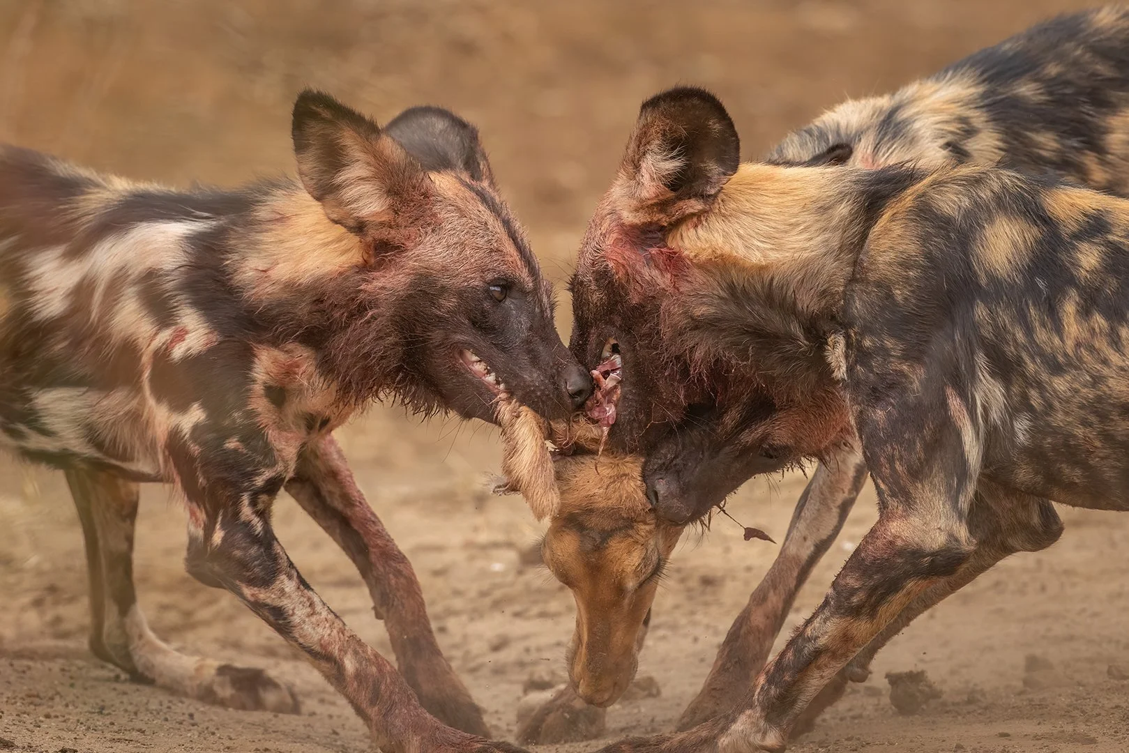 5_Painted Wolves Hunting.jpg