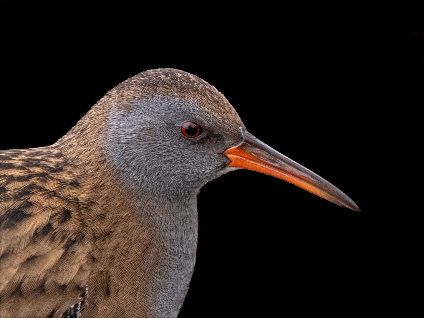 1_Bird Portraits.jpg
