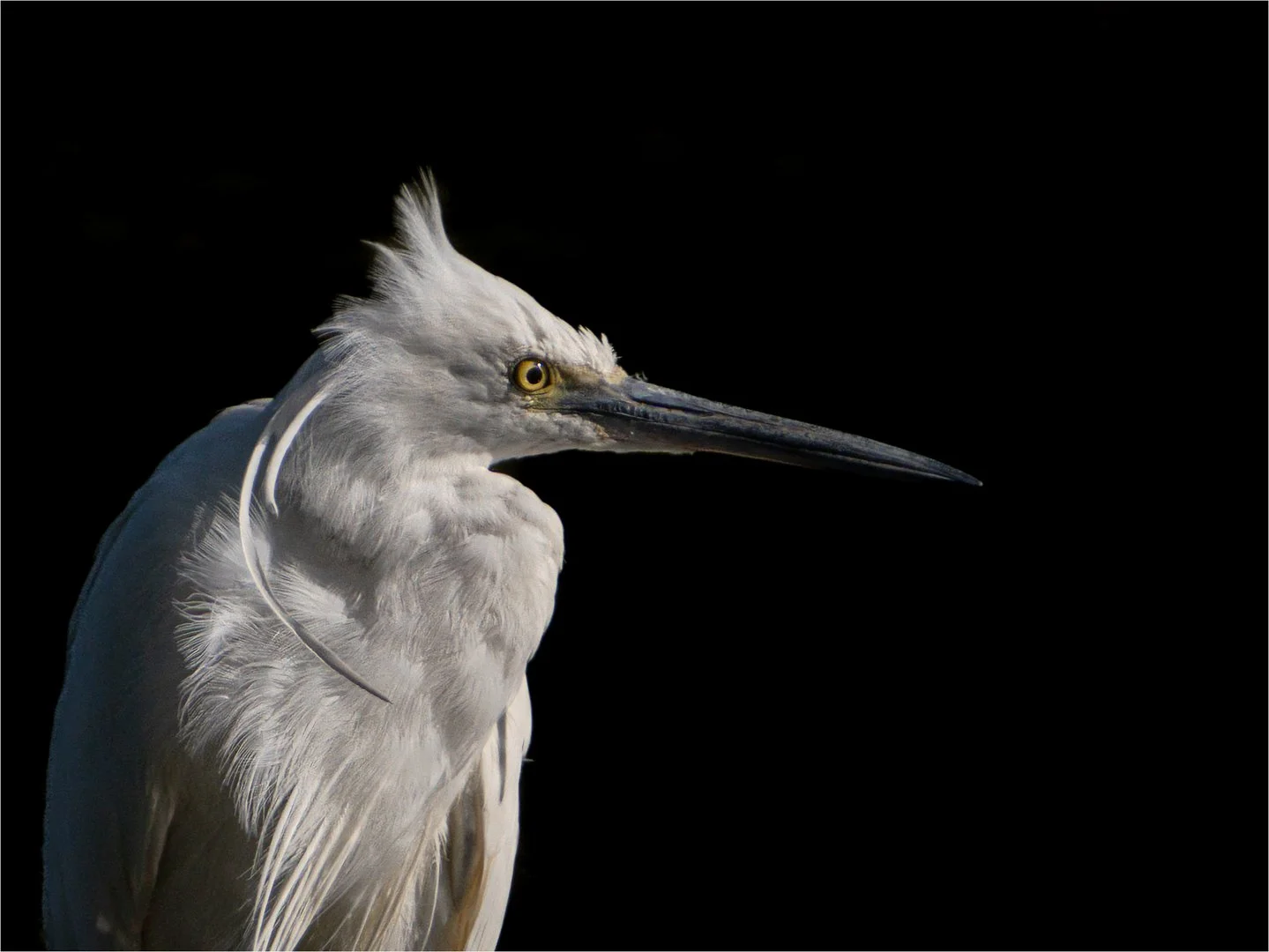 2_Bird Portraits.jpg