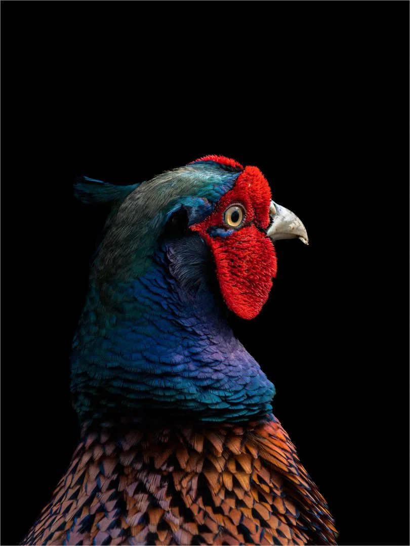 3_Bird Portraits.jpg