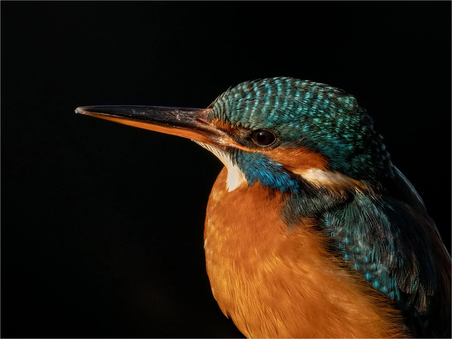 4_Bird Portraits.jpg