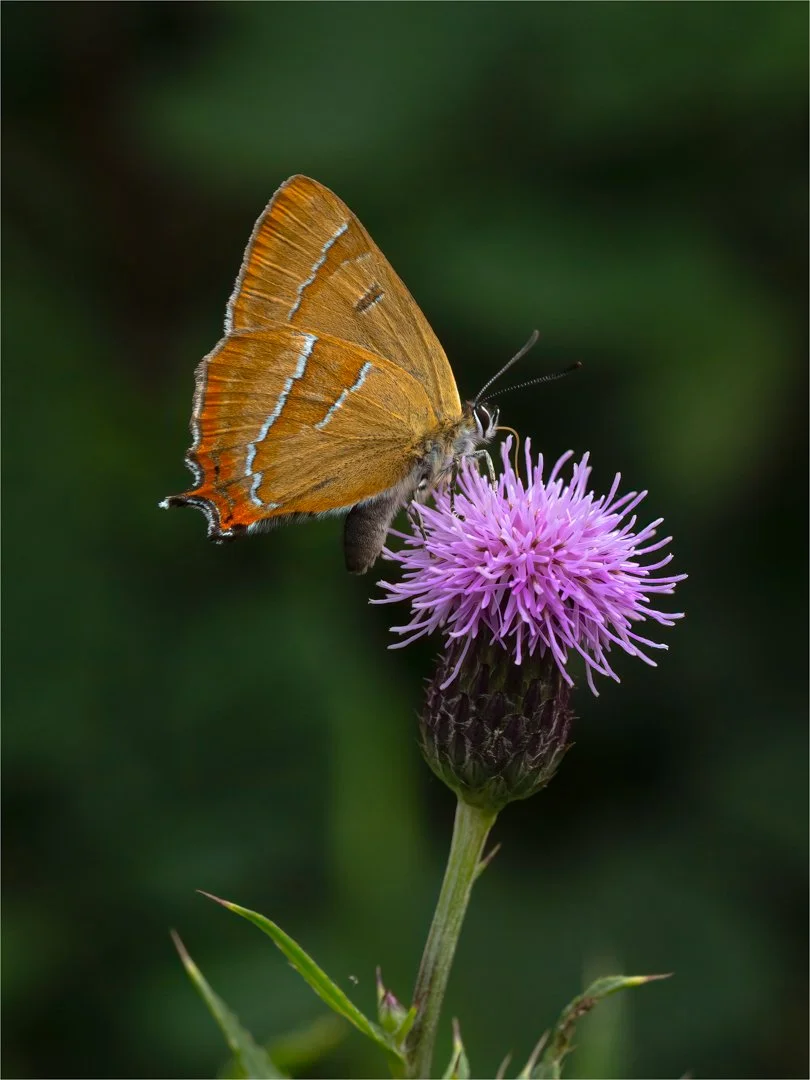 1_British Butterflies.jpg