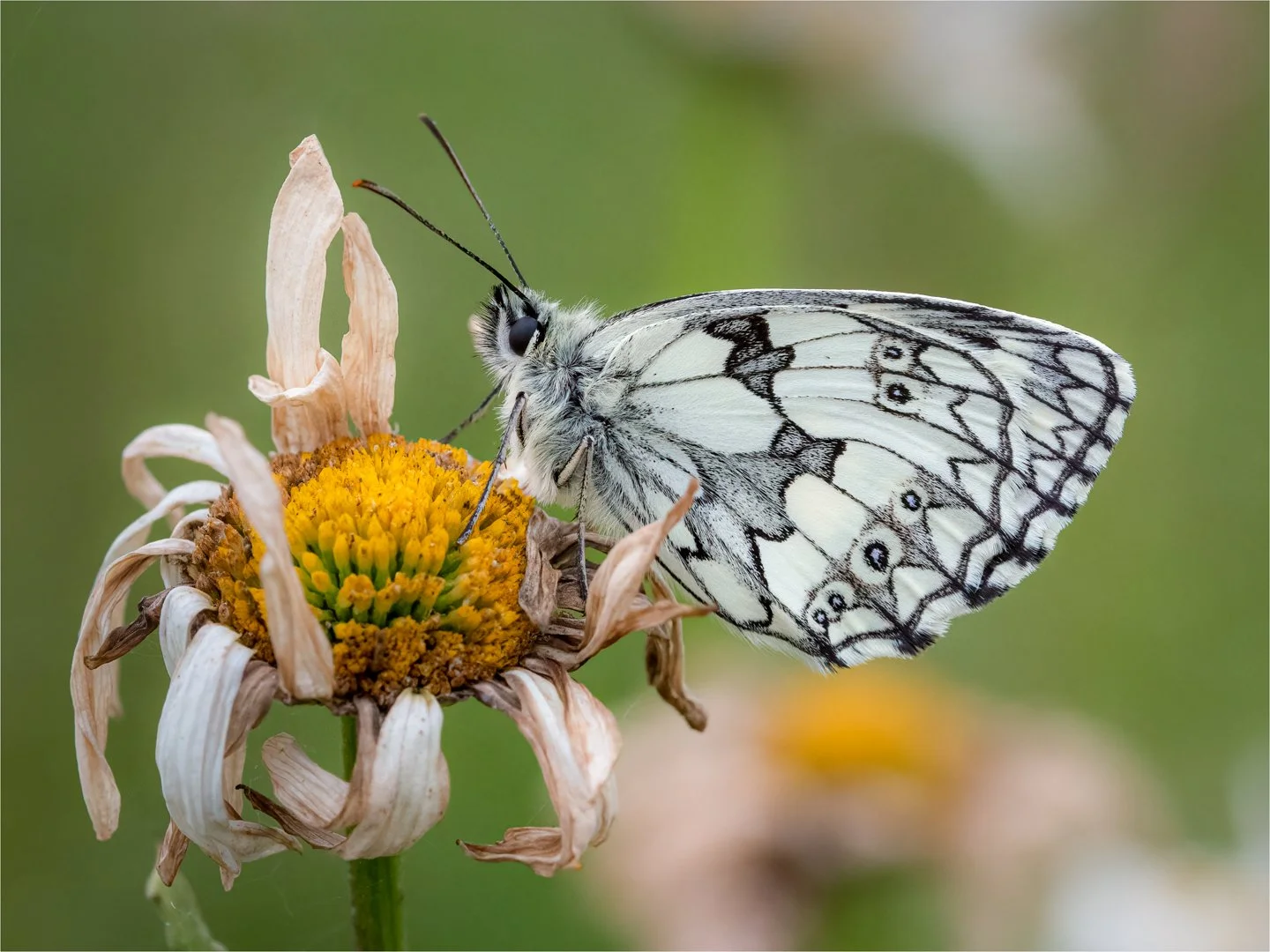 2_British Butterflies.jpg
