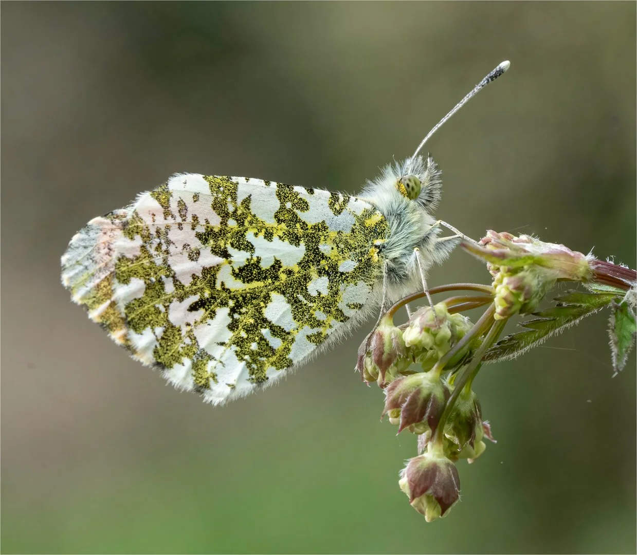 3_British Butterflies.jpg