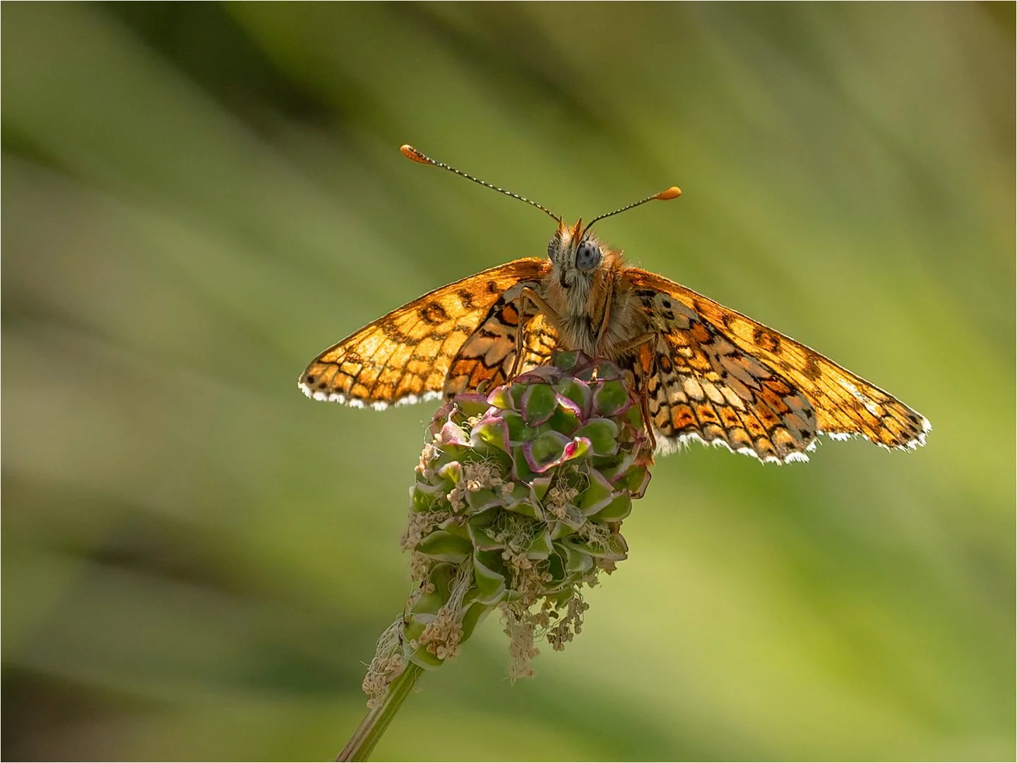 4_British Butterflies.jpg
