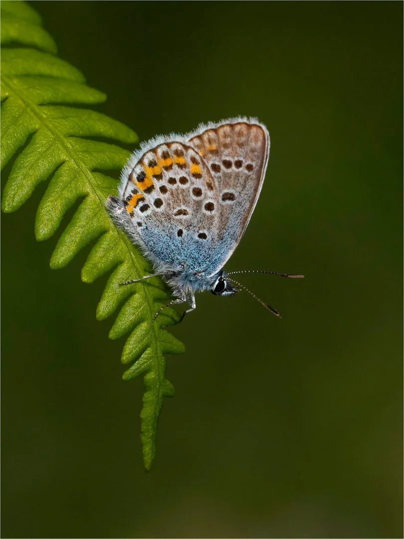 5_British Butterflies.jpg