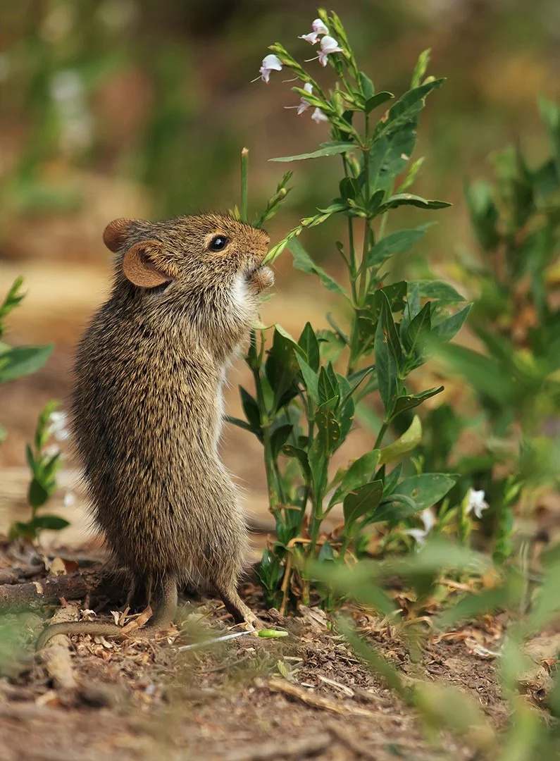 1_From Mouse to Elephant.jpg