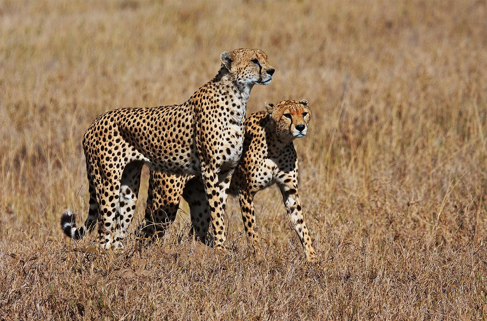 3_From Mouse to Elephant.jpg