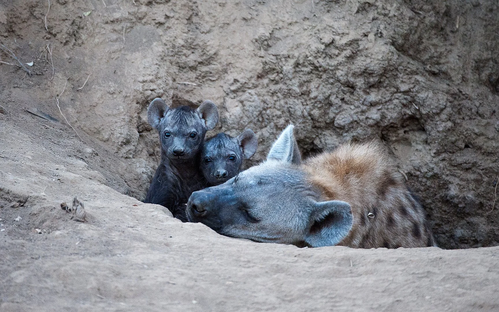 4_From Mouse to Elephant.jpg