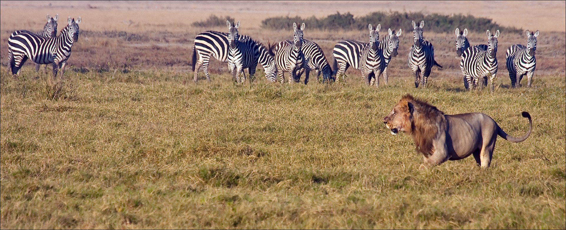 5_From Mouse to Elephant.jpg