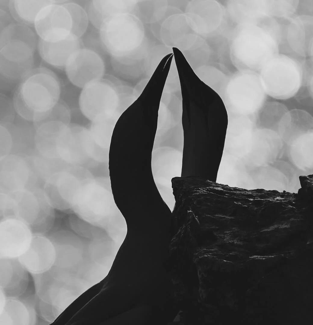 HC Gannet Silhouette By John Milburn