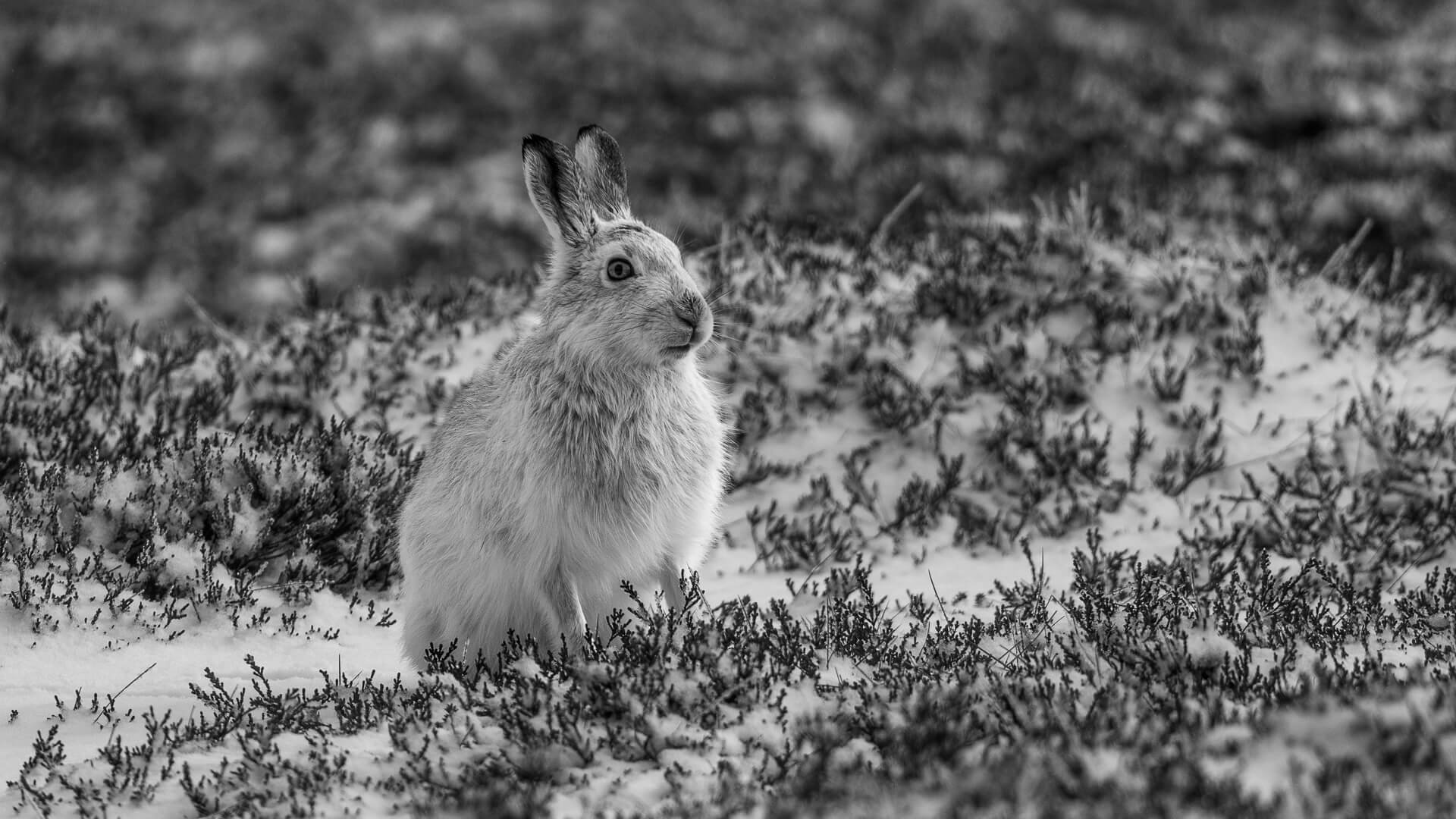 Hc Hare Sitting Alertly By David Wilkinson