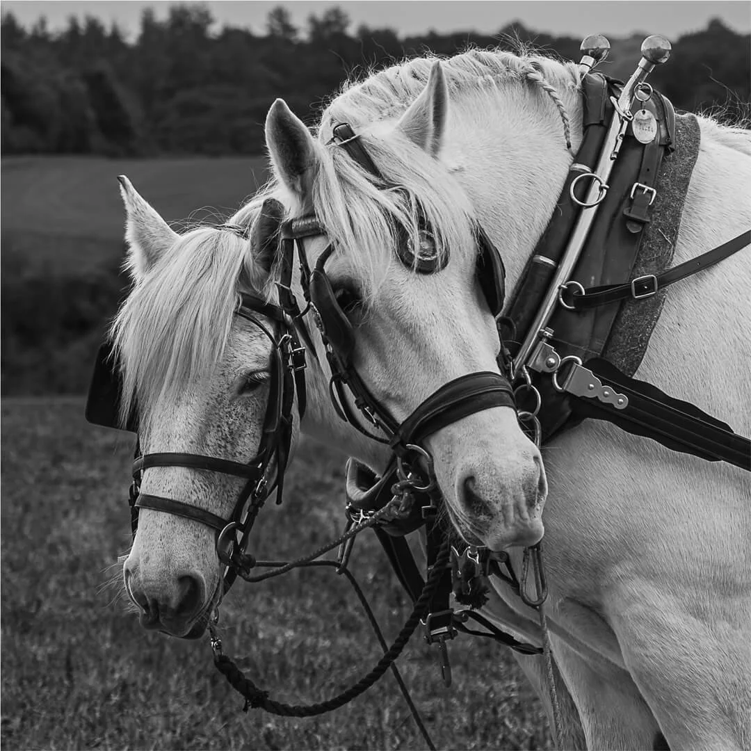 HC Two Heads Are Better Than None By Mandy Nicoll