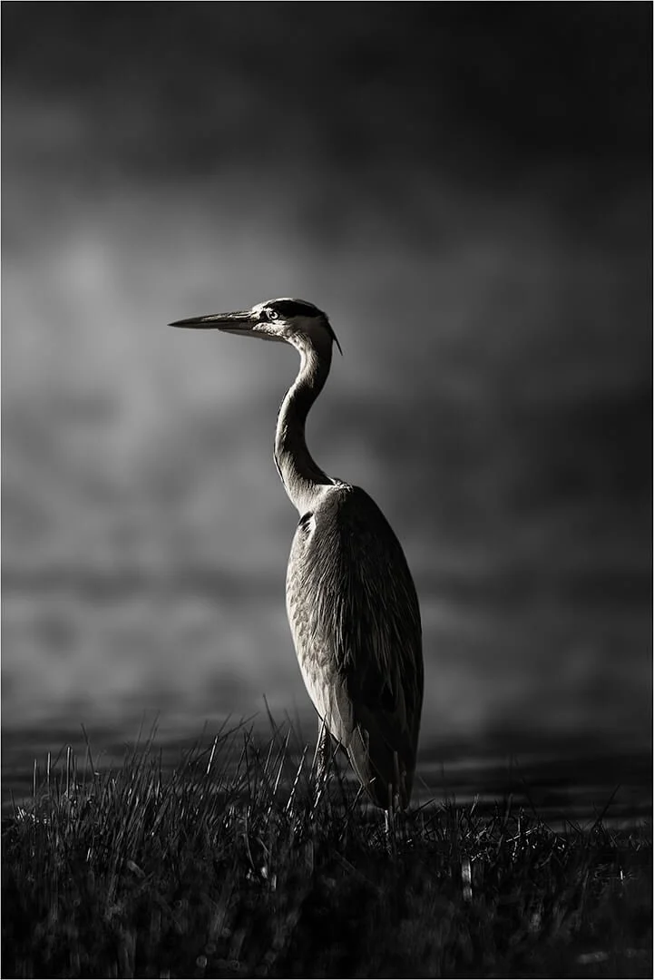 HC Heron By Peter Smith