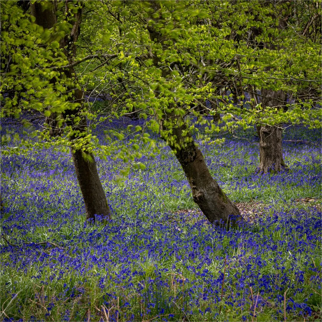 Annual Landscape Competition