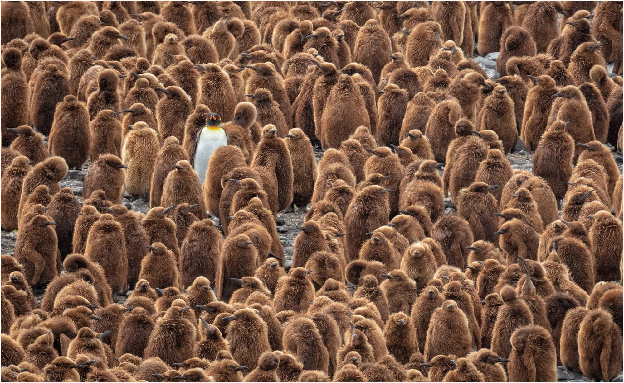 South Georgia King Penguins.jpg