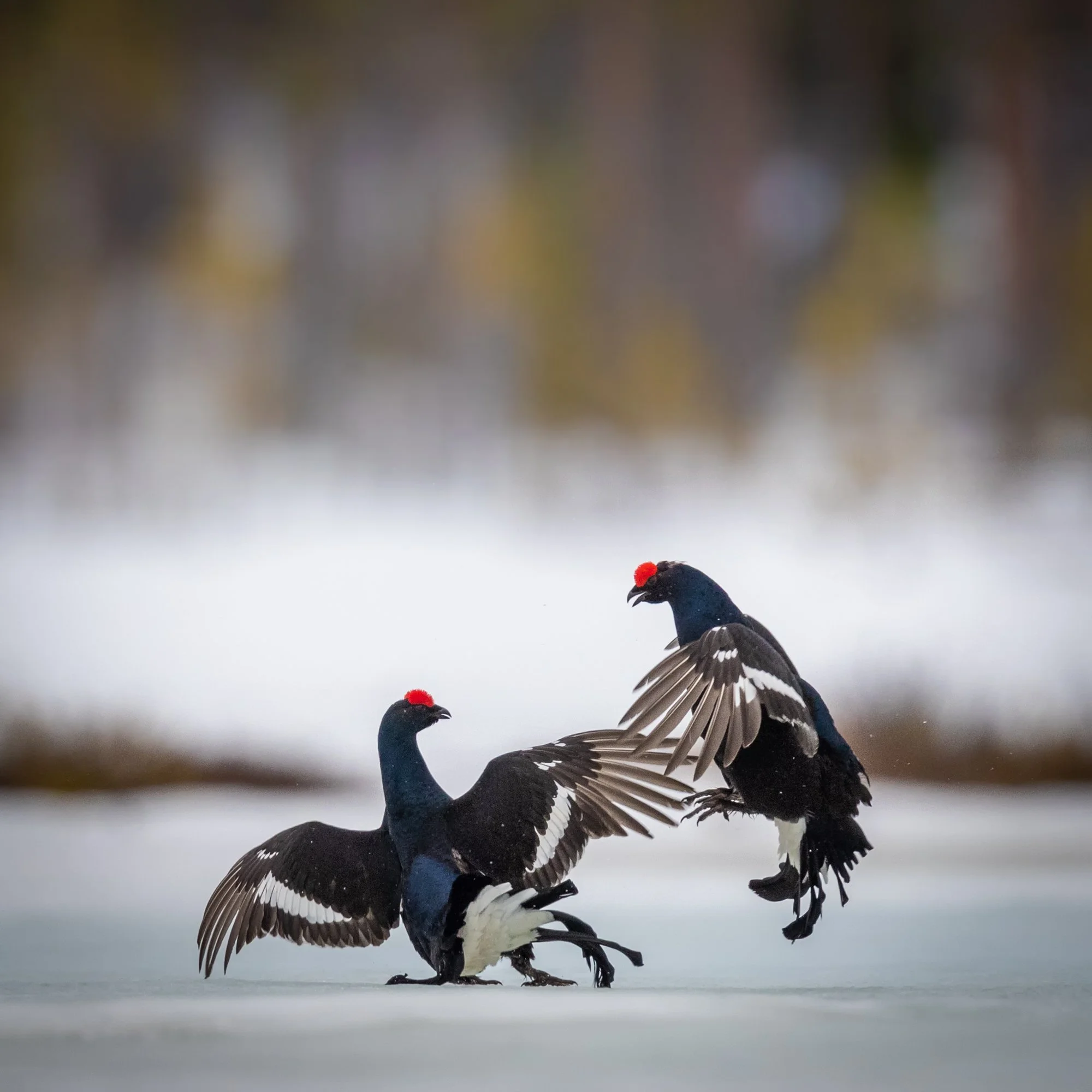 Polar Photography