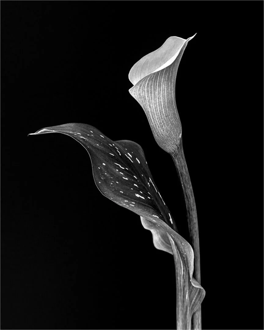 1st Calla Lily by Bridget Codrington