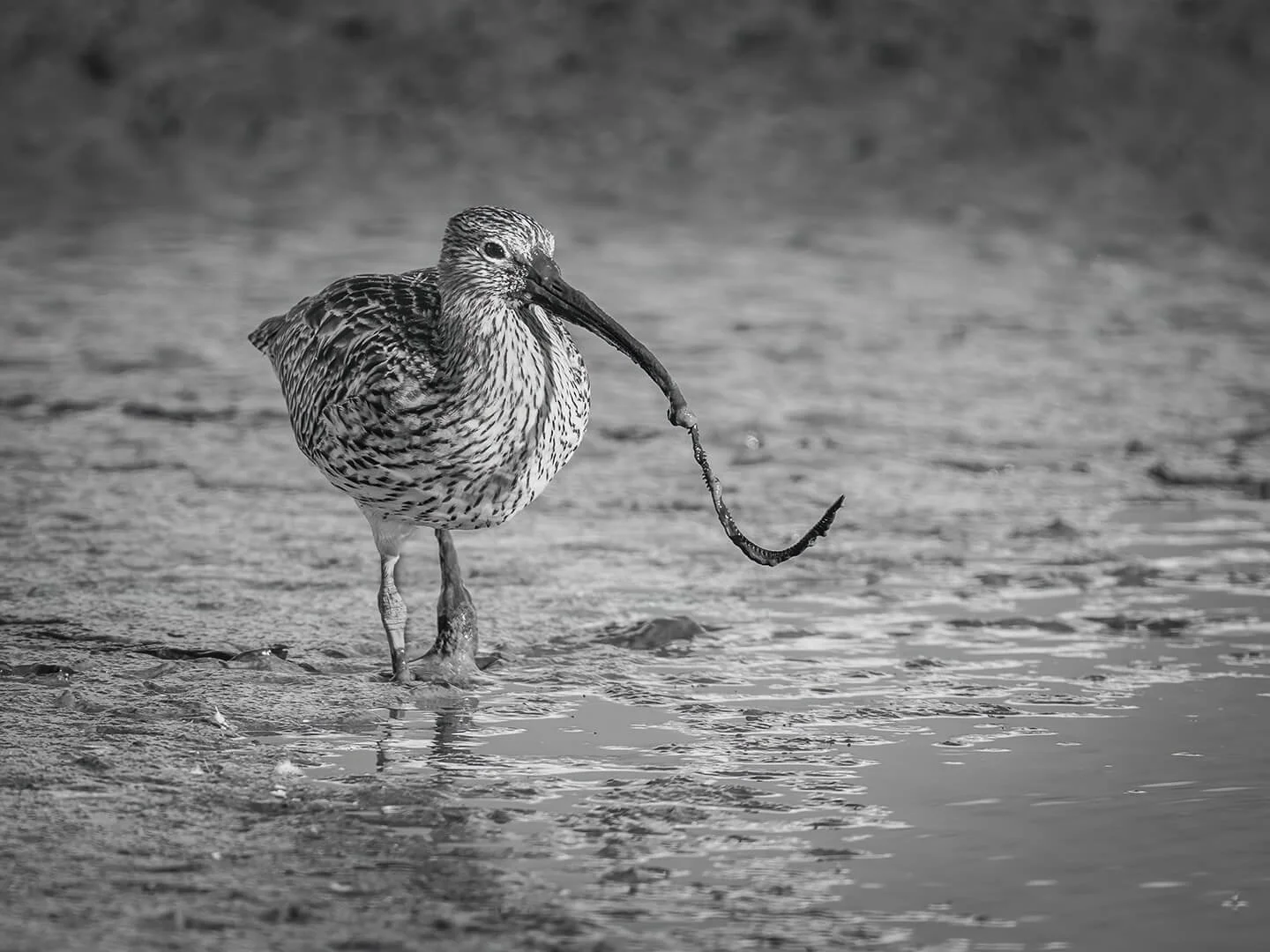 2nd Curlew with Worm By Robert Harvey