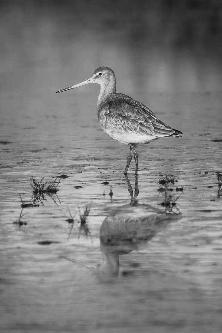 HC Black Tailed Godwit By Graham Fone