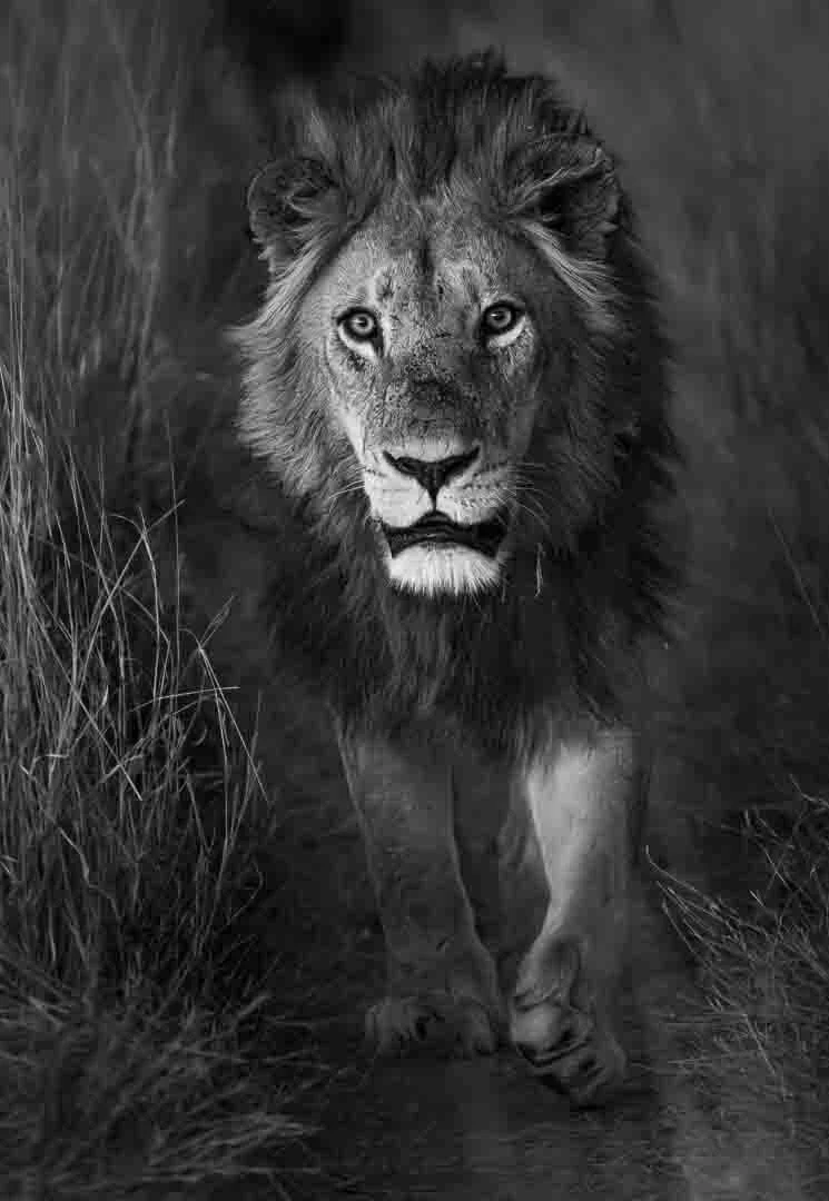 HC Lion Walking With Intent By David Wilkinson