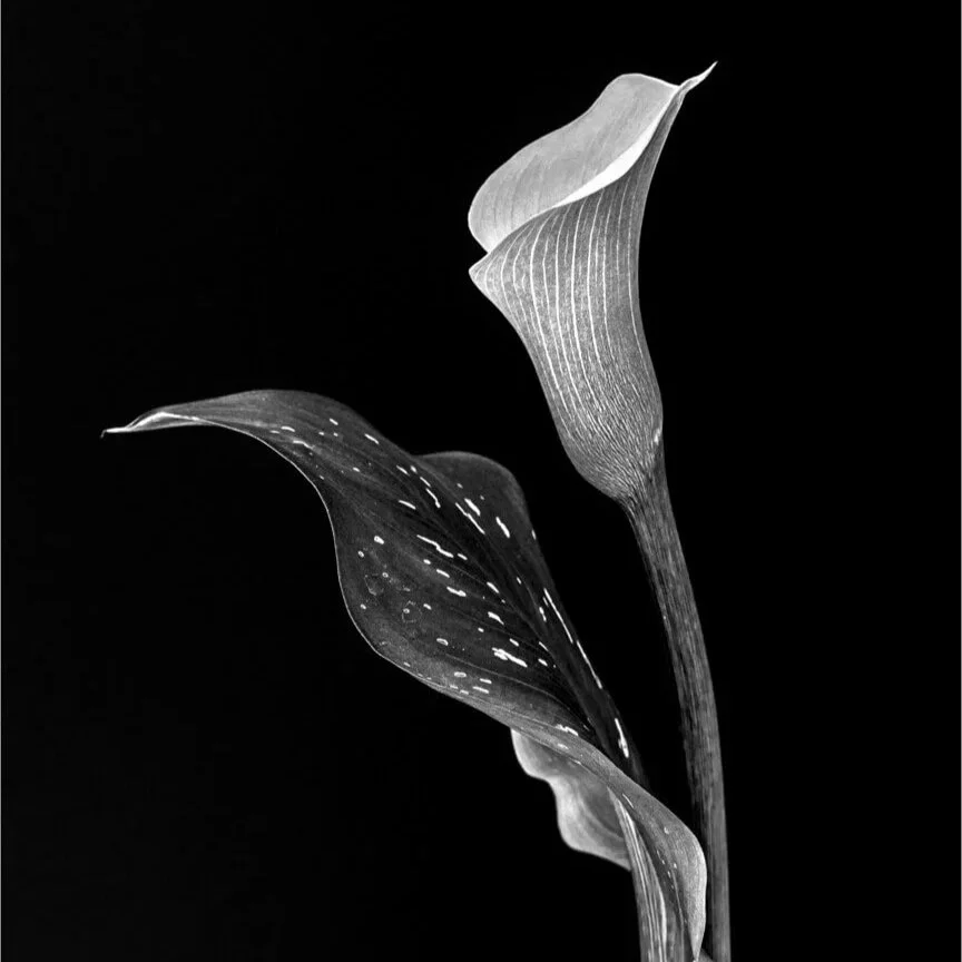 Annual Monochrome Print Competition