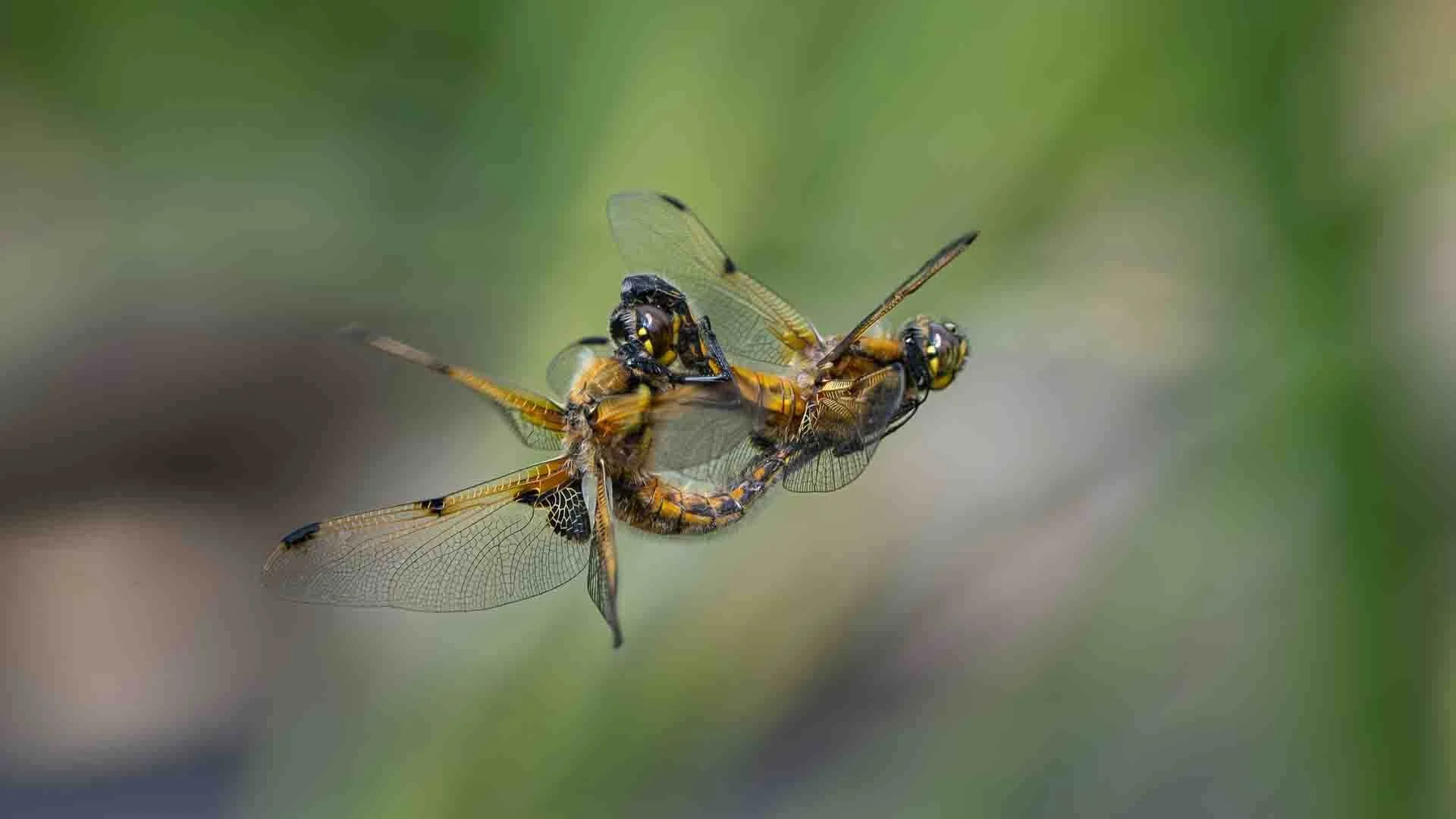 1st Mating on the Wing By David Wilkinson