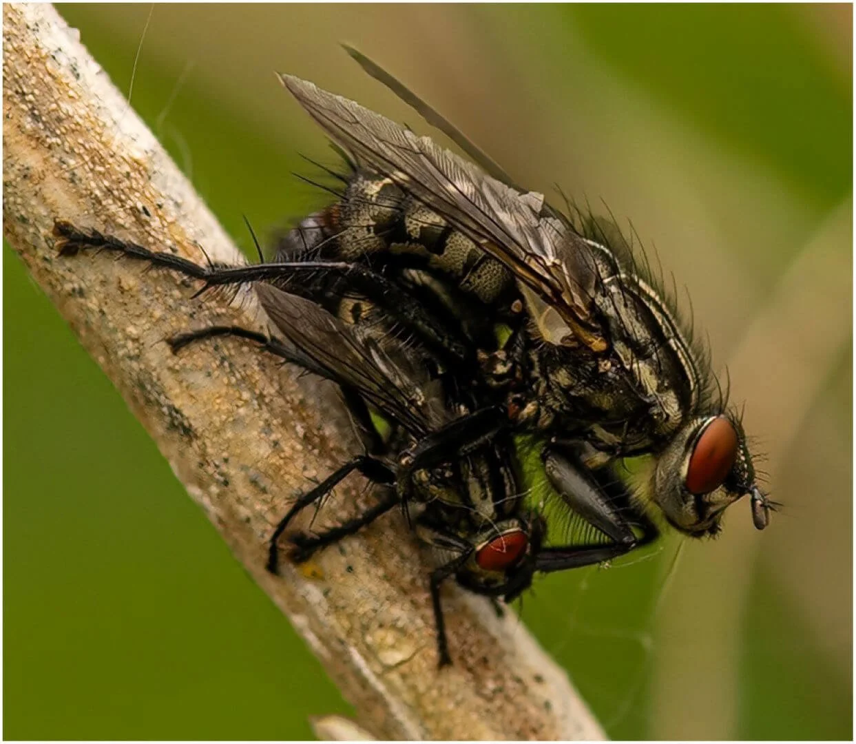 3rd Romance on a Twig By Della Cook