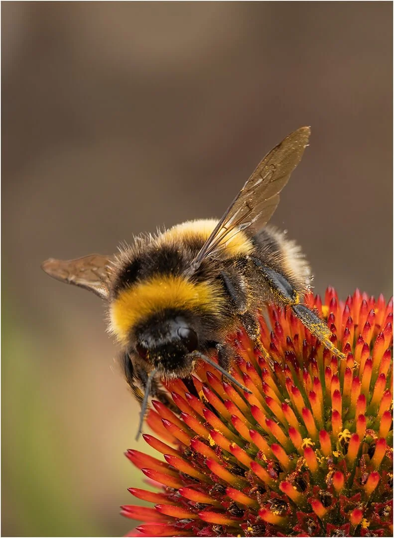HC Bumblebee at work  By Della Cook
