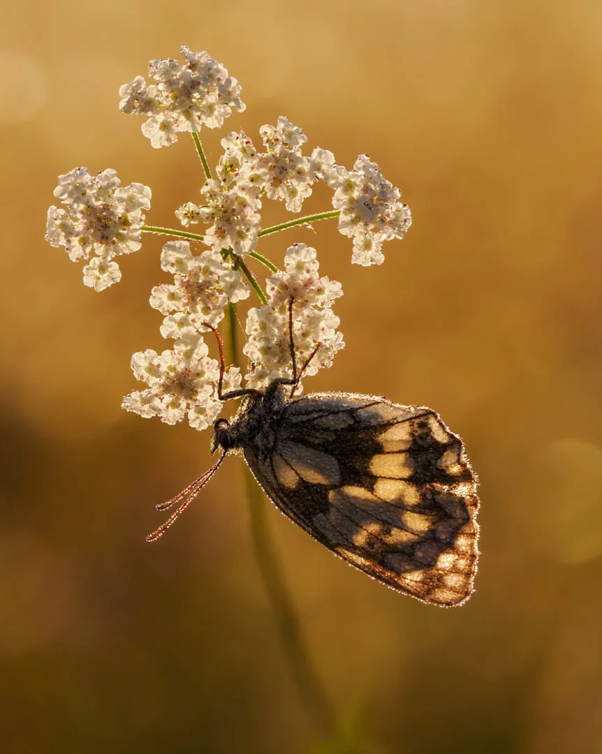 HC Early Morning Marbled White By Simon Knight