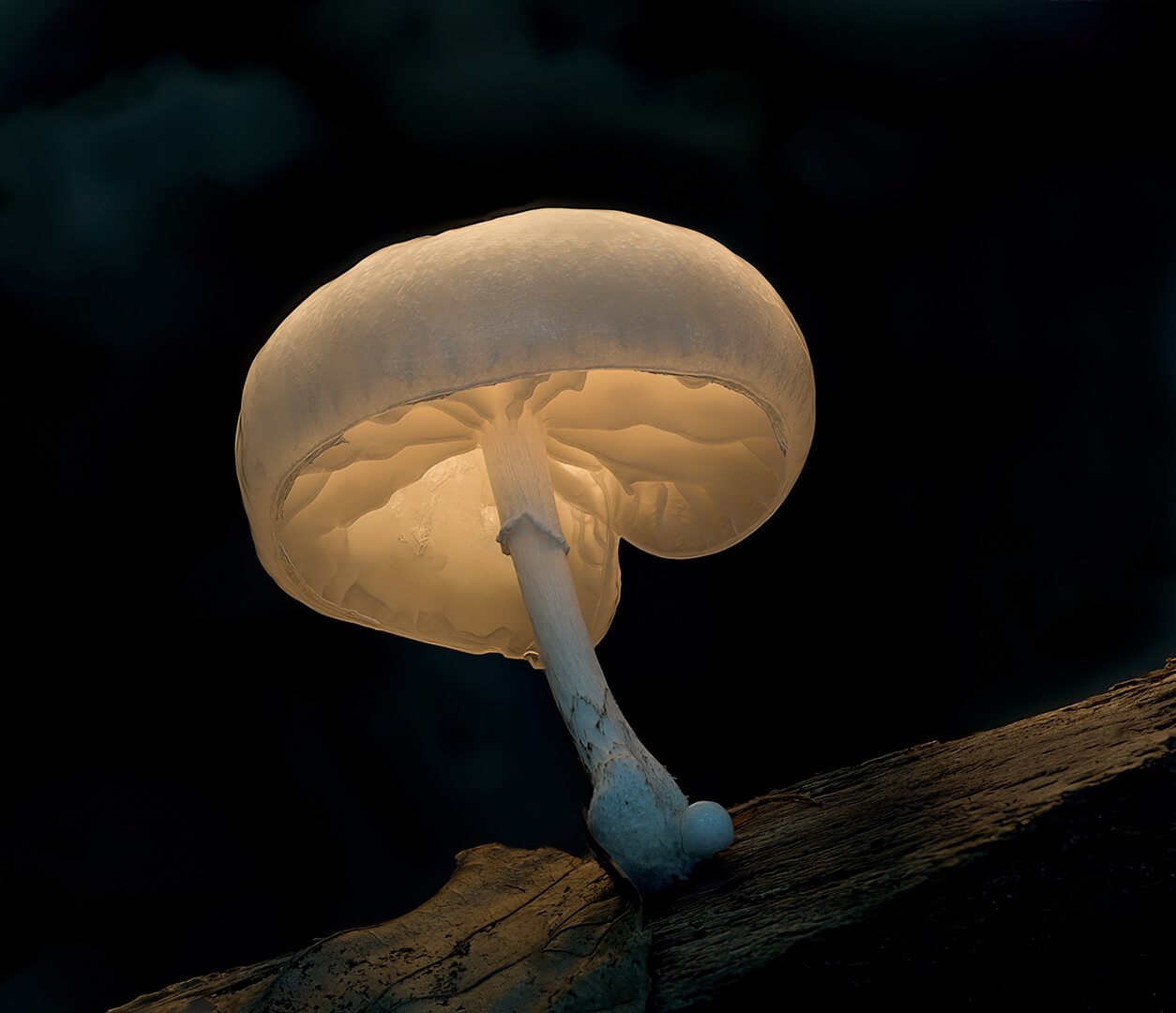 HC Light in a Dark Forest By Pete Evans