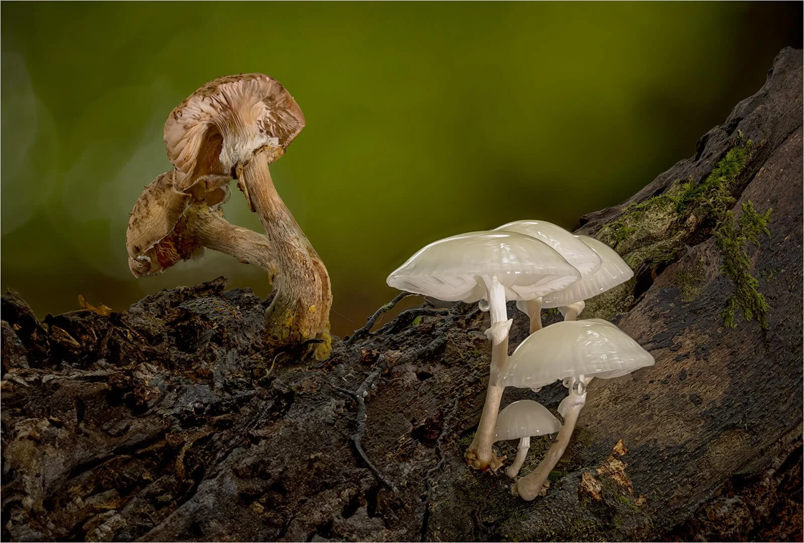 HC Porcelain Fungi By Jane Wiltshire
