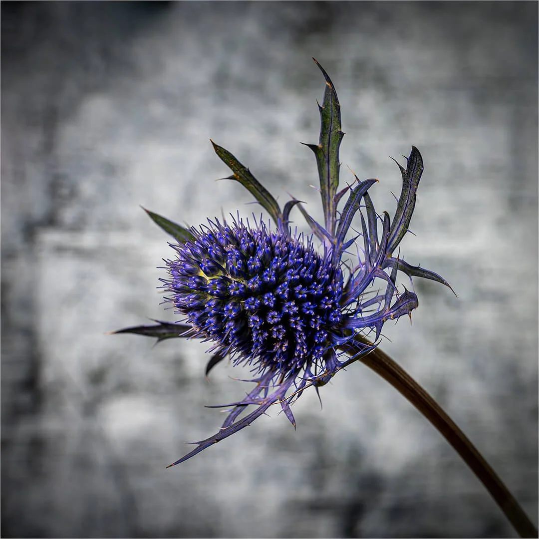 HC Thistle By Nick Barlow