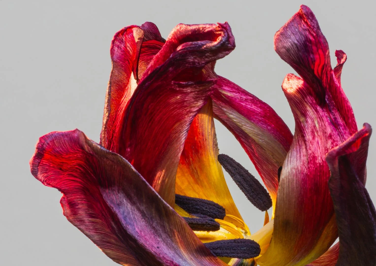 HC Tulip By Mandy Nicholl