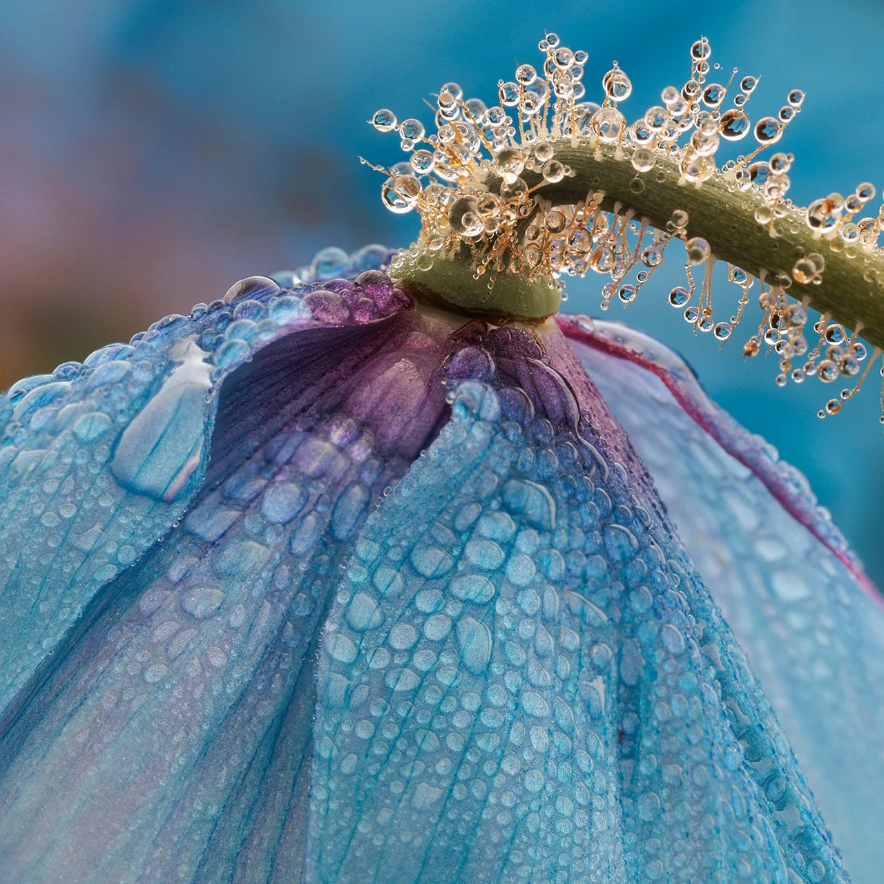 Studio Botanical Photography