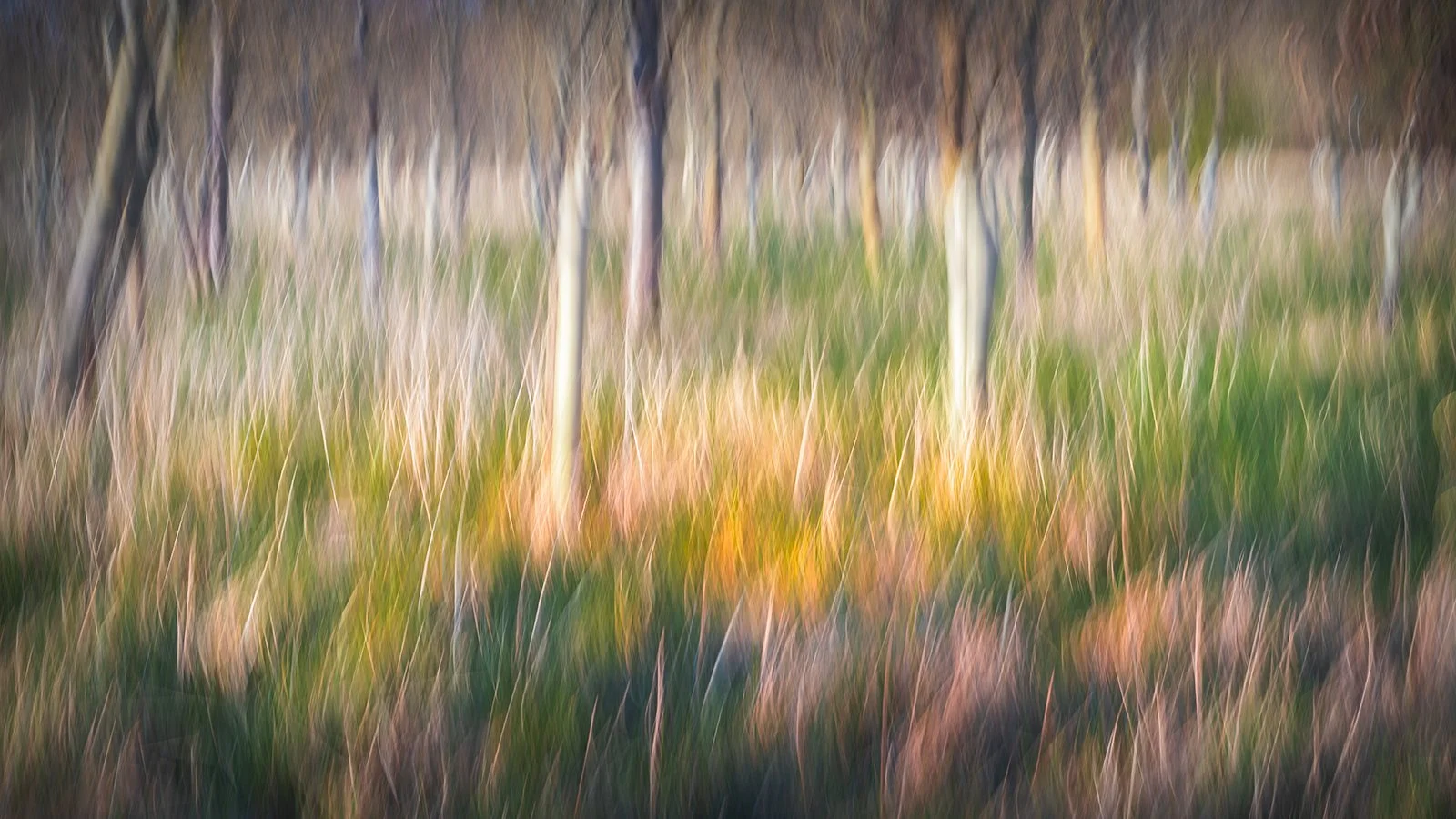 A windy day in the copse.jpg