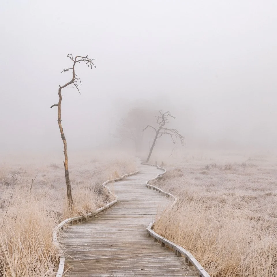 Making Sense of the Landscape: The Art of Seeing