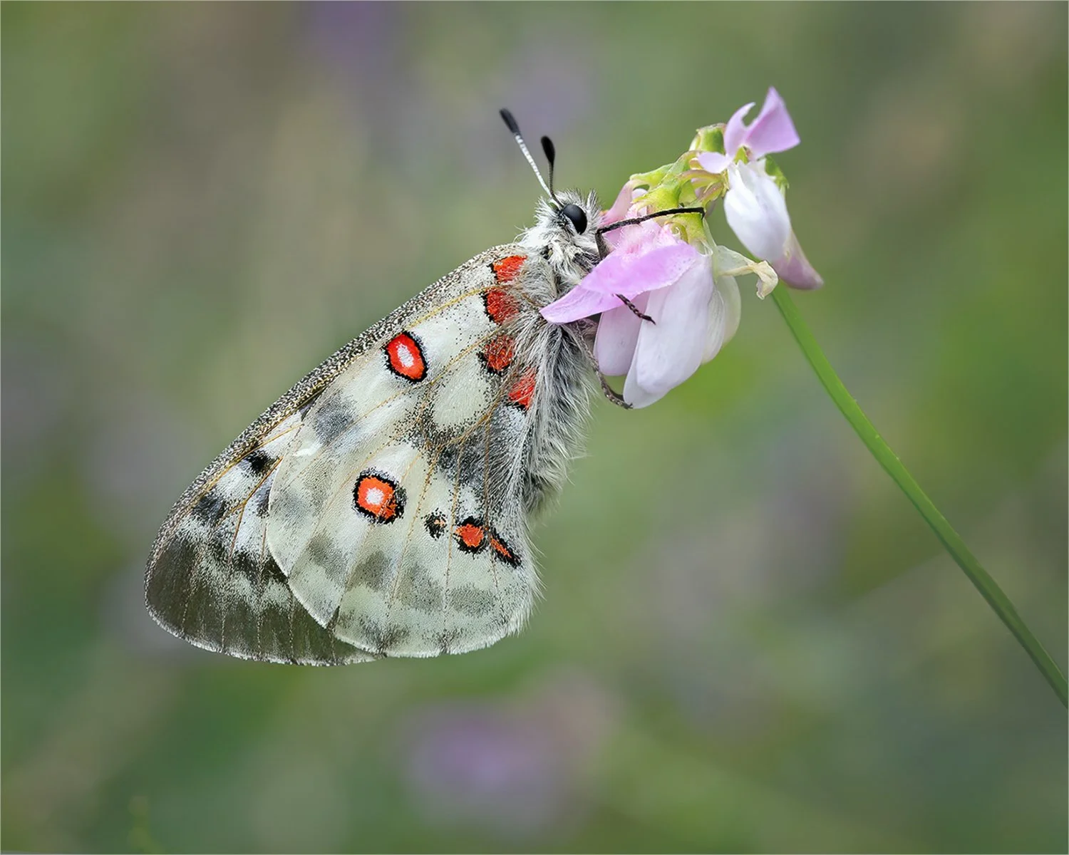 Apollo Butterfly on Common Crownvetch.jpg