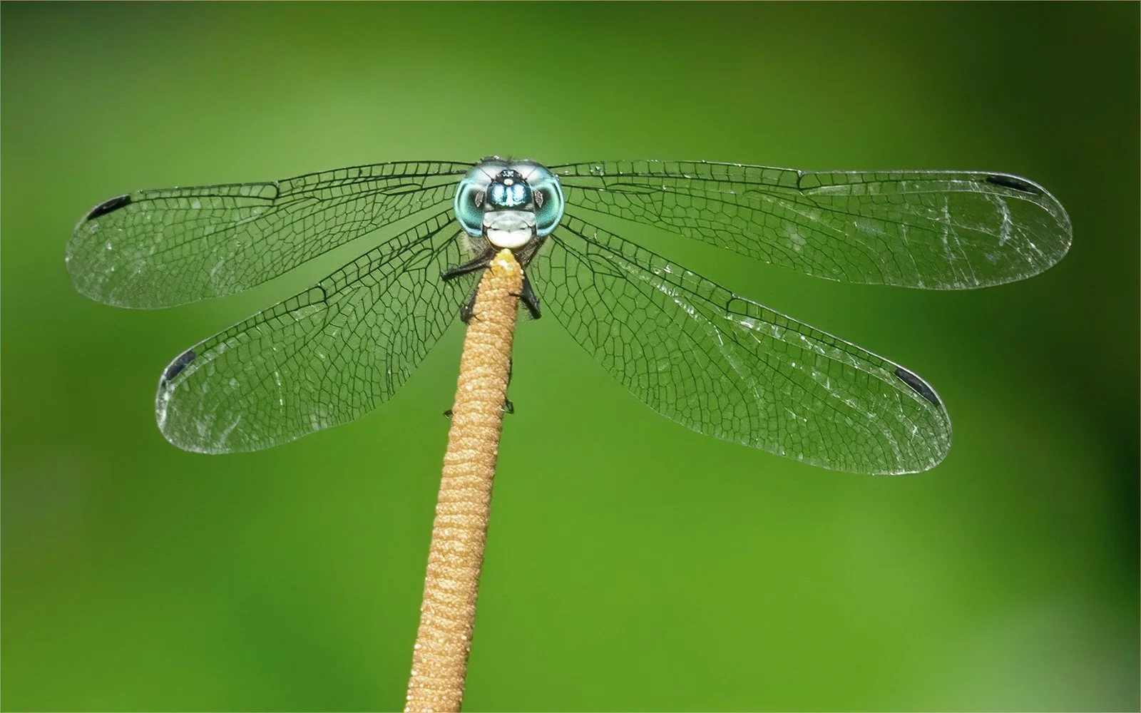 Blue Dasher.jpg