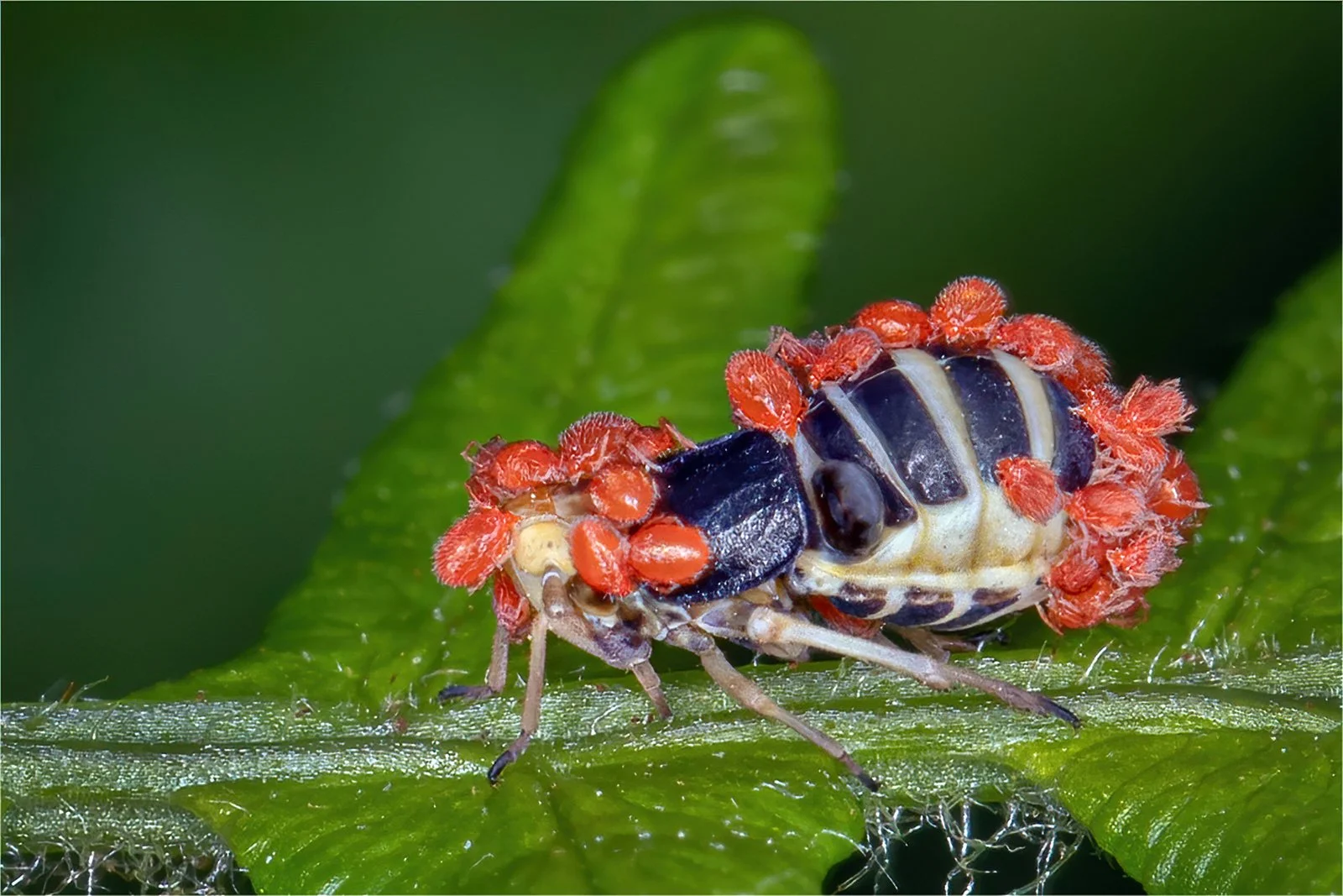 Female Planthopper with Mites.jpg