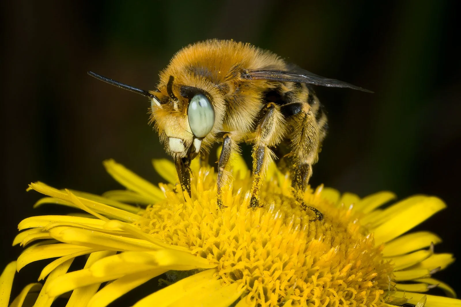 Green-eyed Flower Bee.jpg