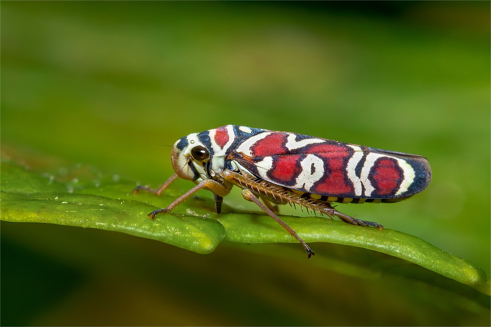 Leafhopper Adult, Costa Rica.jpg