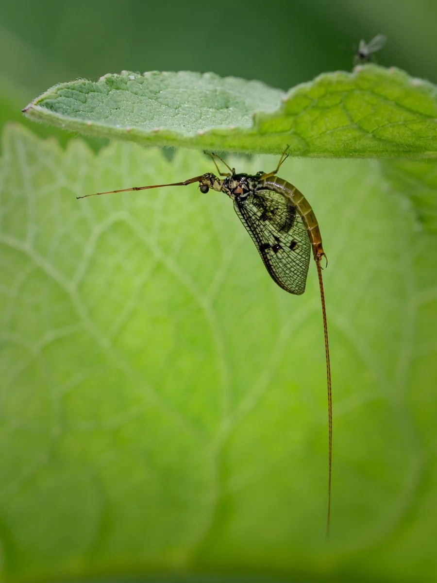 Mayfloy underneath leaf.jpg