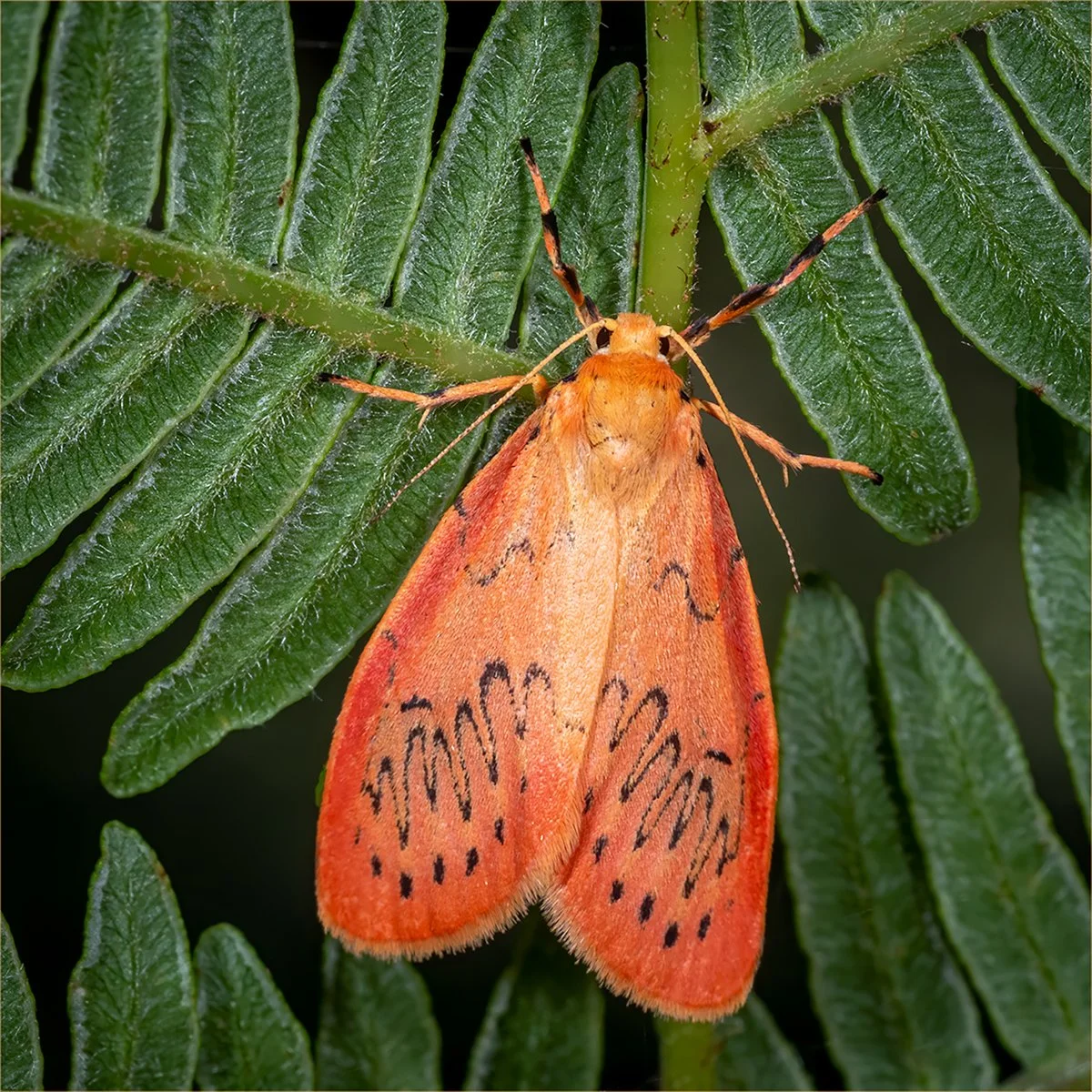 Capturing the Magical World Of Insects