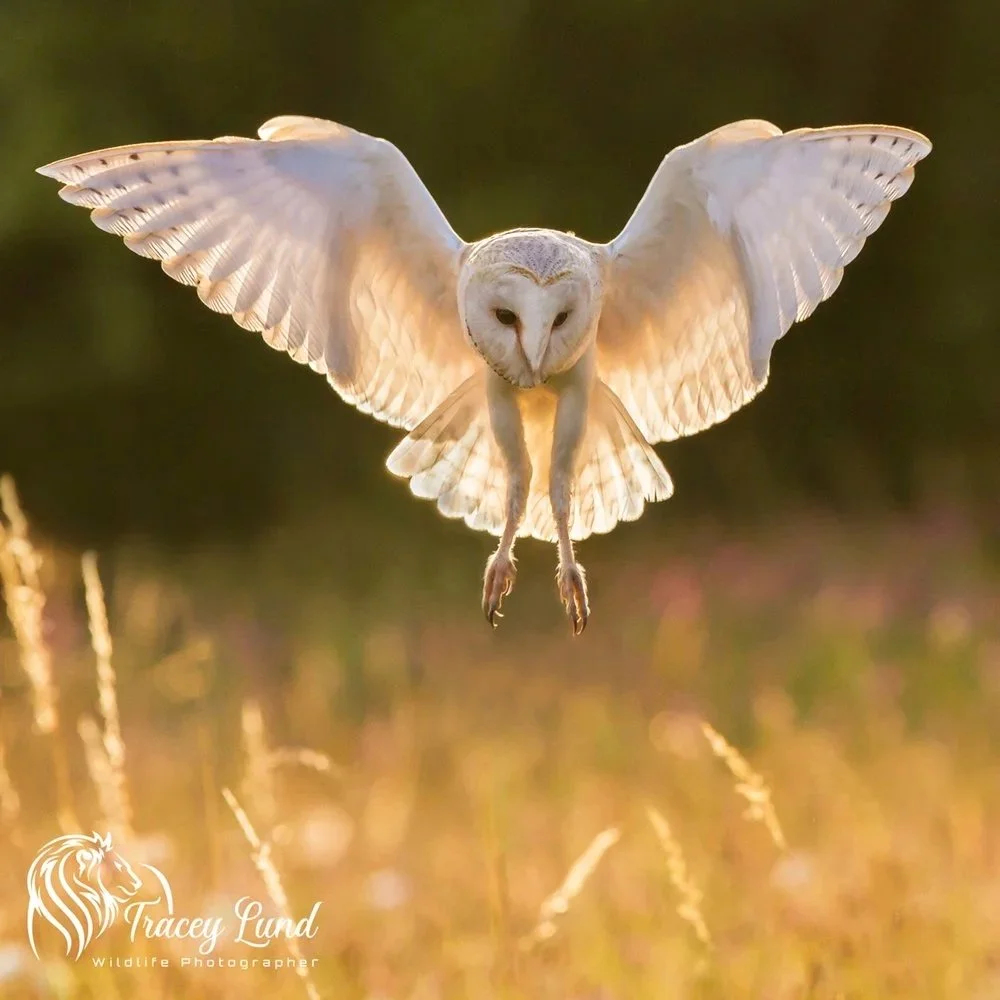 Wildlife Photography