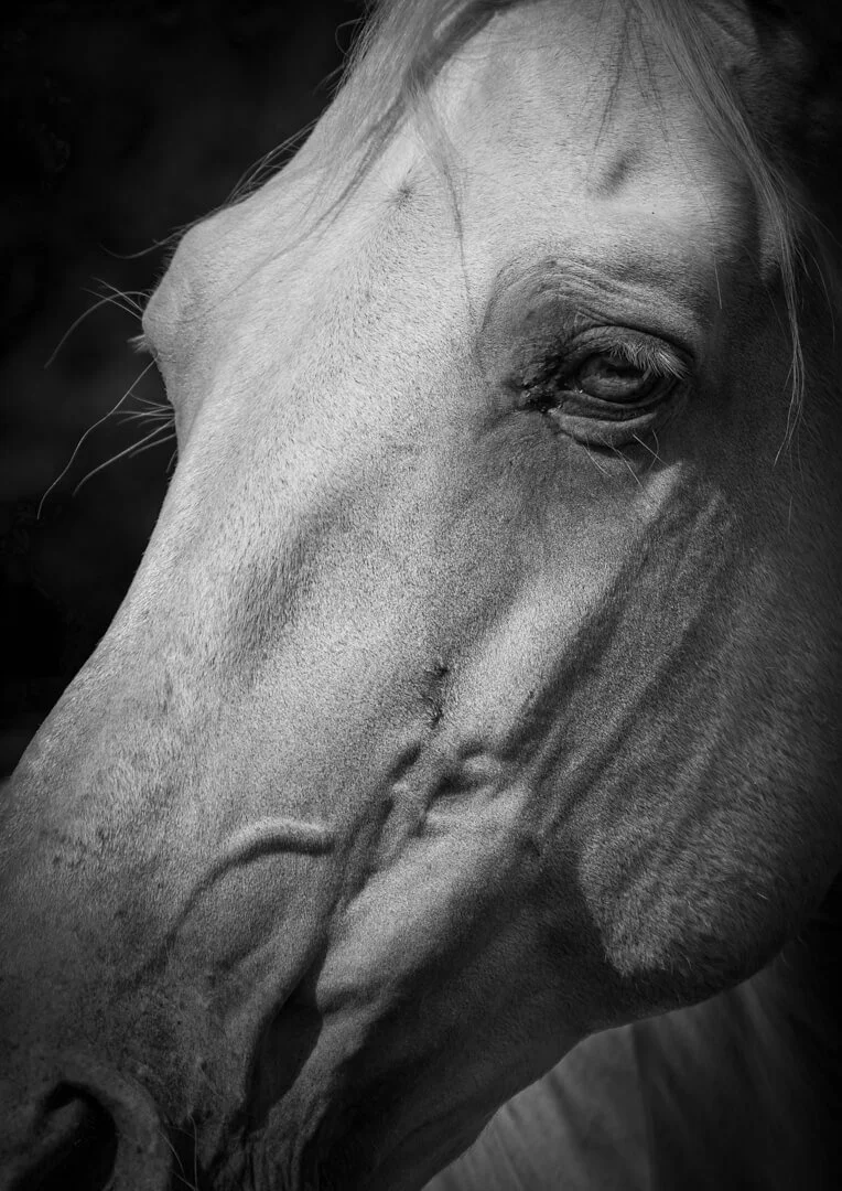 2nd place ‘Nobility Without Pride’ also by Mandy Nicoll