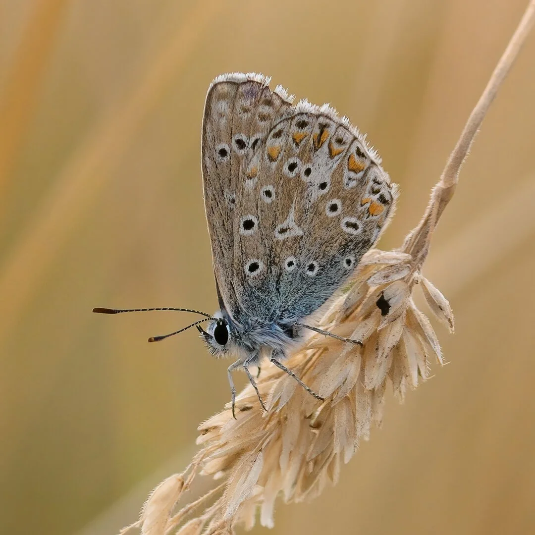 1st Common Blue By Richard Jones